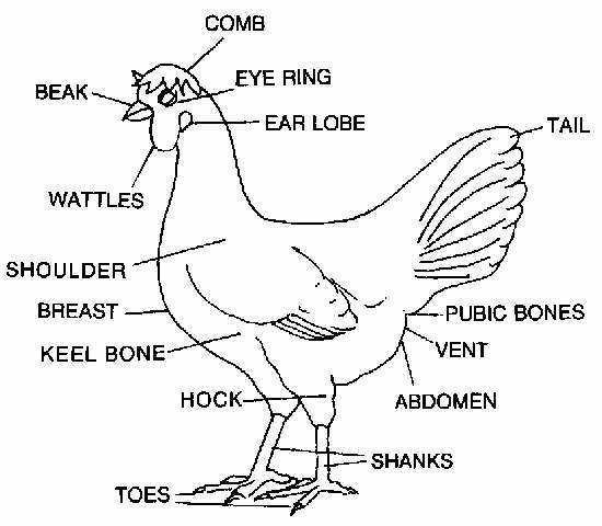 Chickenanatomy